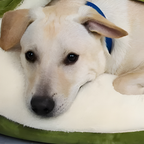 coussin-pour-chien-avec-couverture-vert-closeup