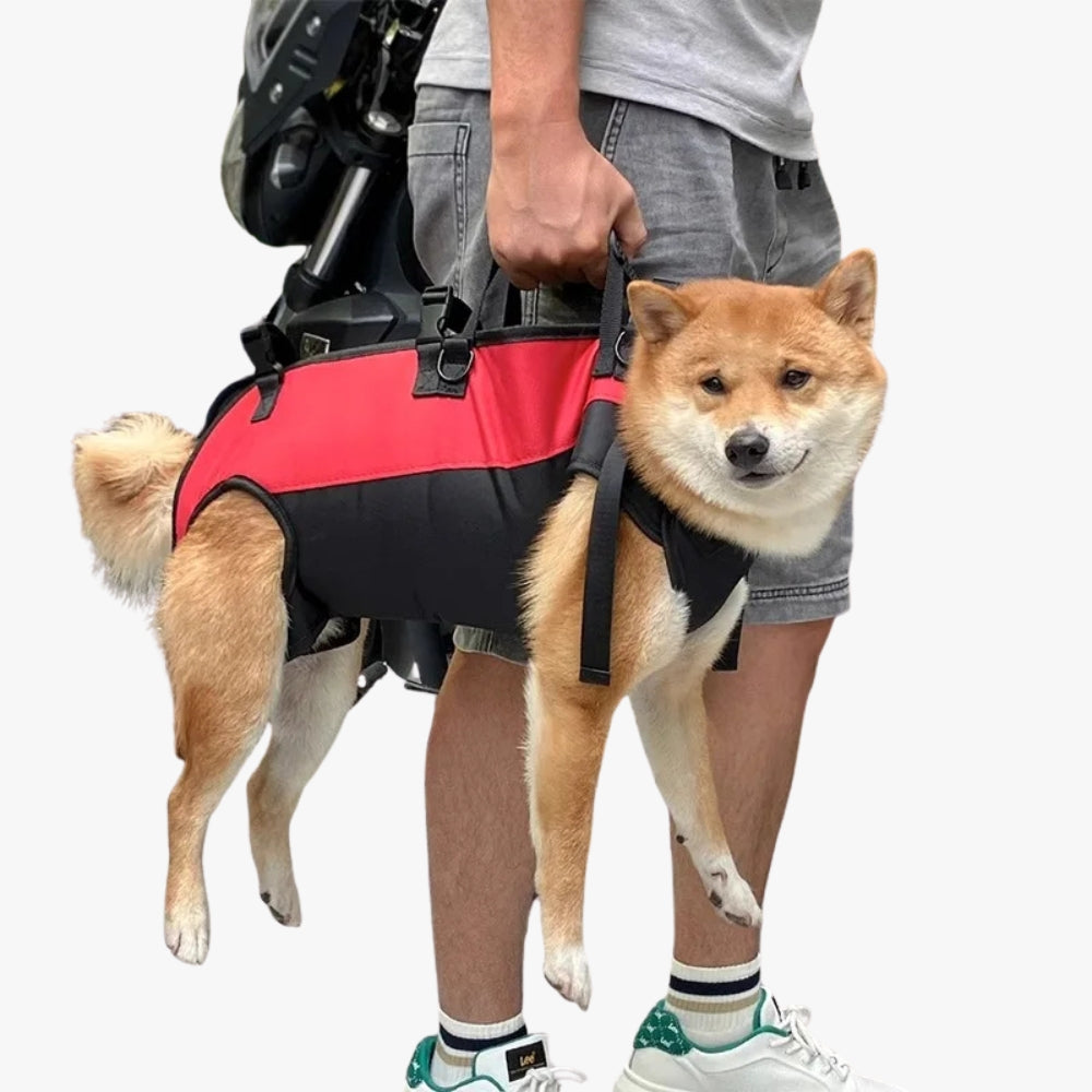 harnais-pour-chien-moto-debout