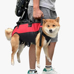 harnais-pour-chien-moto-debout