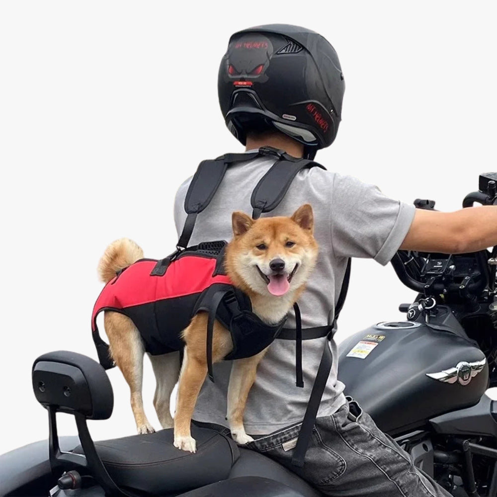harnais-pour-chien-moto-dos