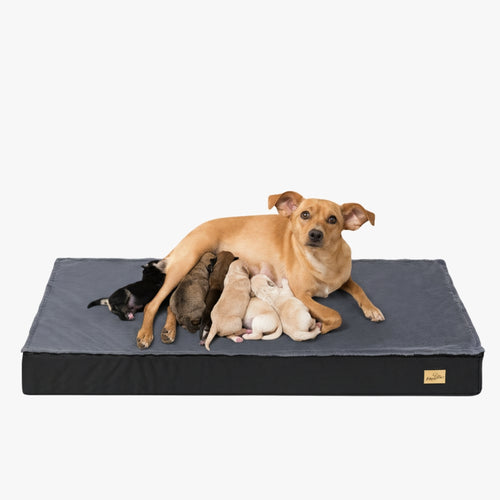 matelas-orthopedique-noir-pour-grand-chien