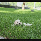 chariot transport chien video